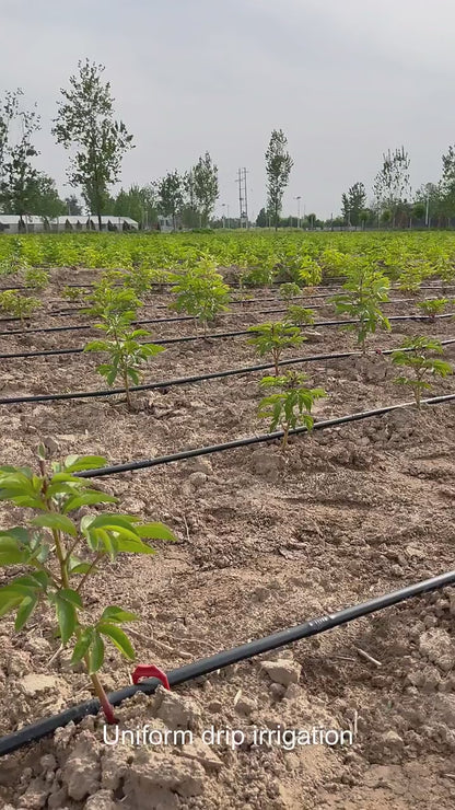 HDPE Drip Irrigation Pipe Line Kits for Papaya Irrigation System